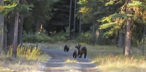 Momma grizzly and her cubs