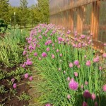 Chives near my greenhouse
