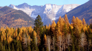 Flathead National Forest