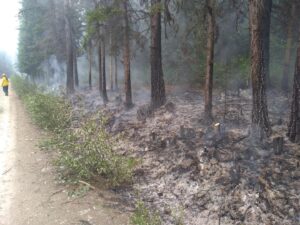 August 5, 2021 firing operations along Hay Creek Road underburn small pine trees - USFS