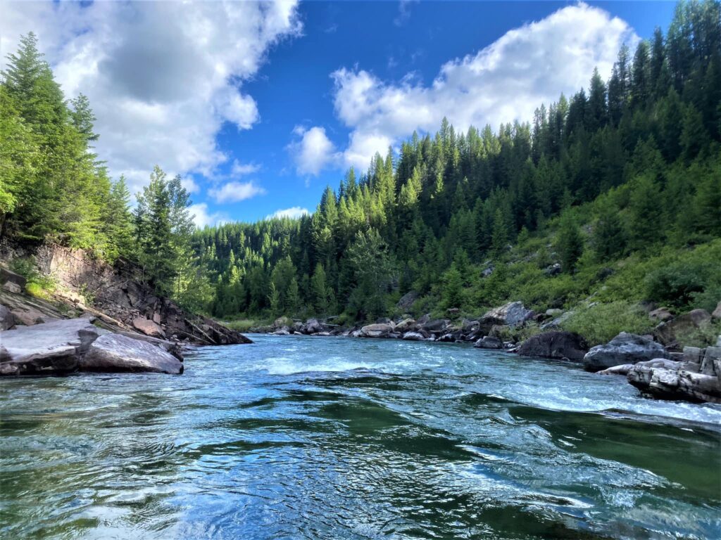 Flathead River in Flathead National Forest