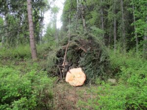 Ford Schoolhouse tree removal - brush pile
