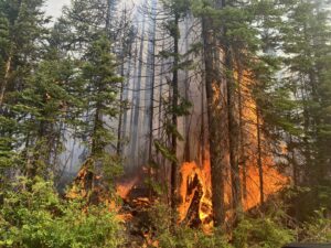 Weasel Creek Wildfire - Aggressive fire behaviour witnessed at 1600 August 8 - BC Wildlife Service (Canada)