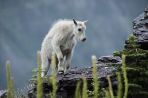 Mountain goat kid - NPS photo, Tim Rains
