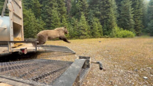 Grizzly bear leaving a culvert trap in a hurry, Aug 2, 2026 - Justine Vallieres